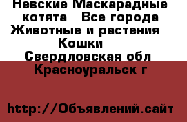Невские Маскарадные котята - Все города Животные и растения » Кошки   . Свердловская обл.,Красноуральск г.